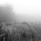 Welt im Nebel