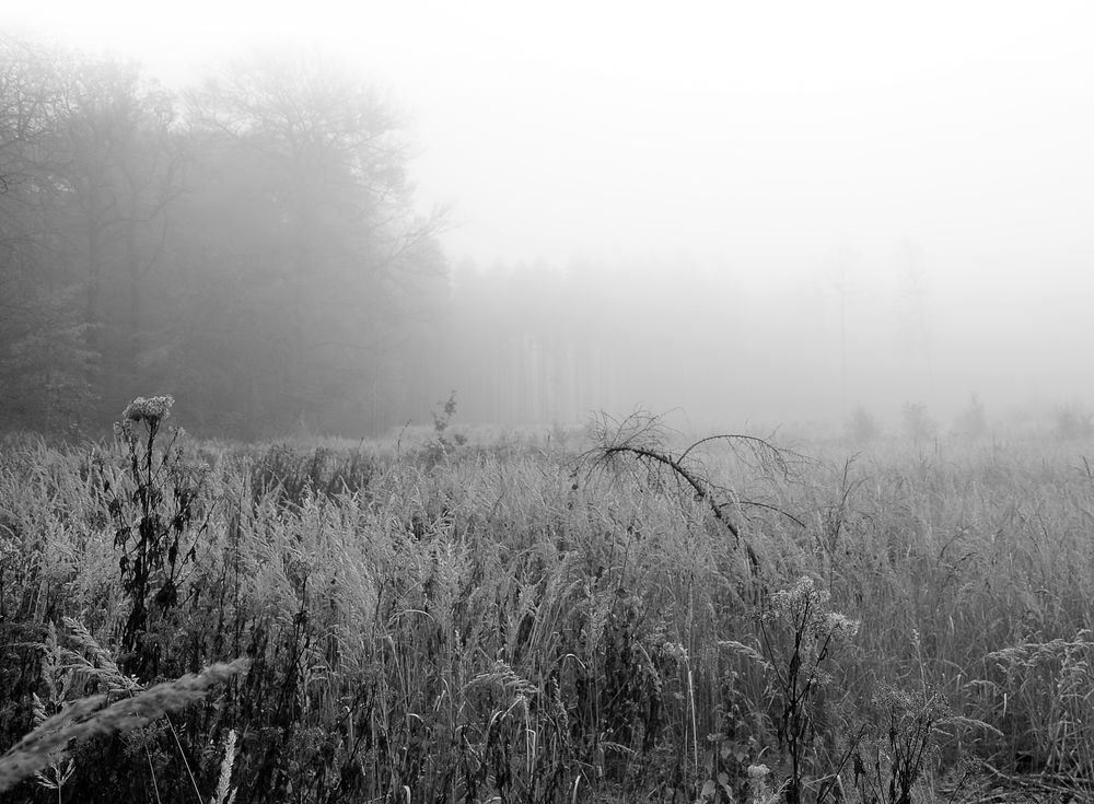 Welt im Nebel