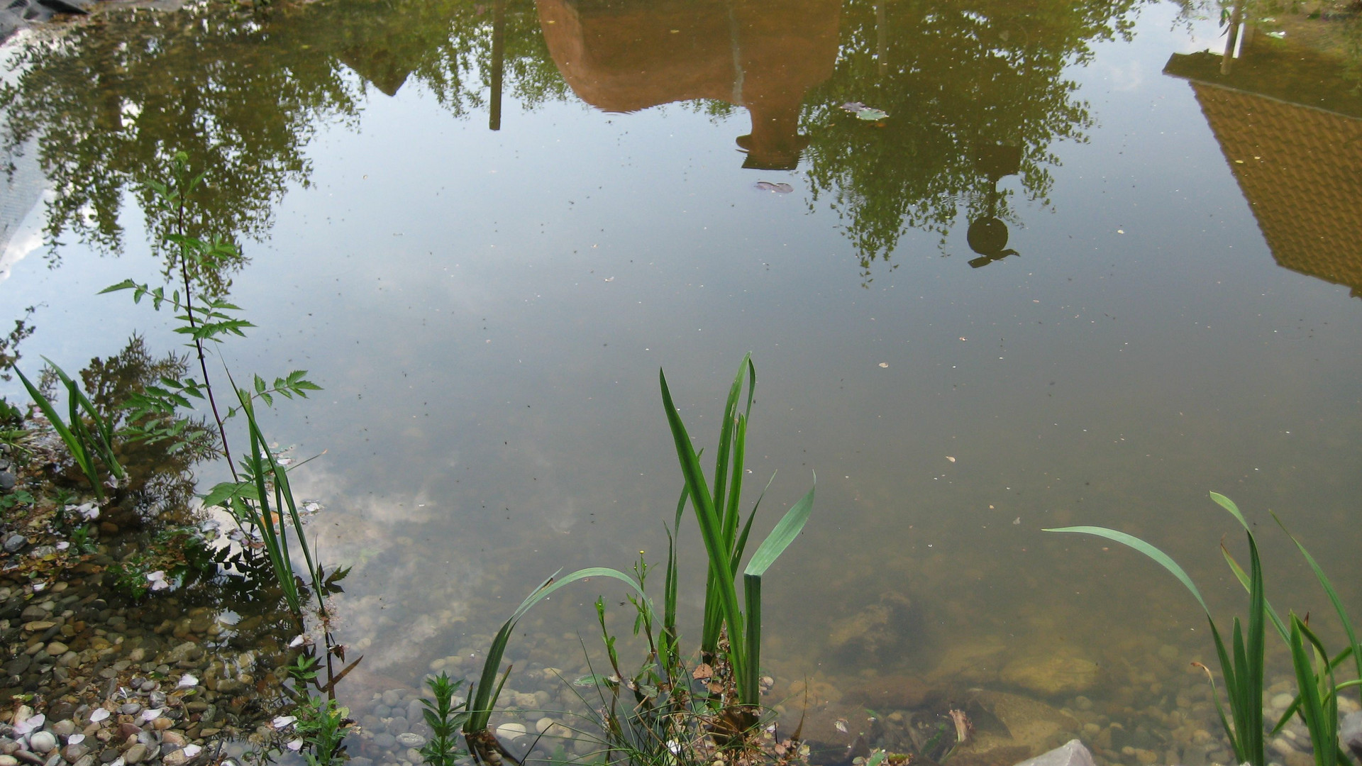 Welt im Teich