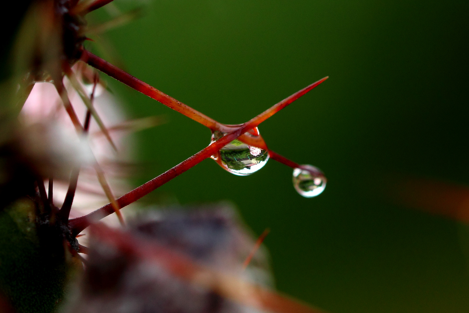 Welt im Tropfen