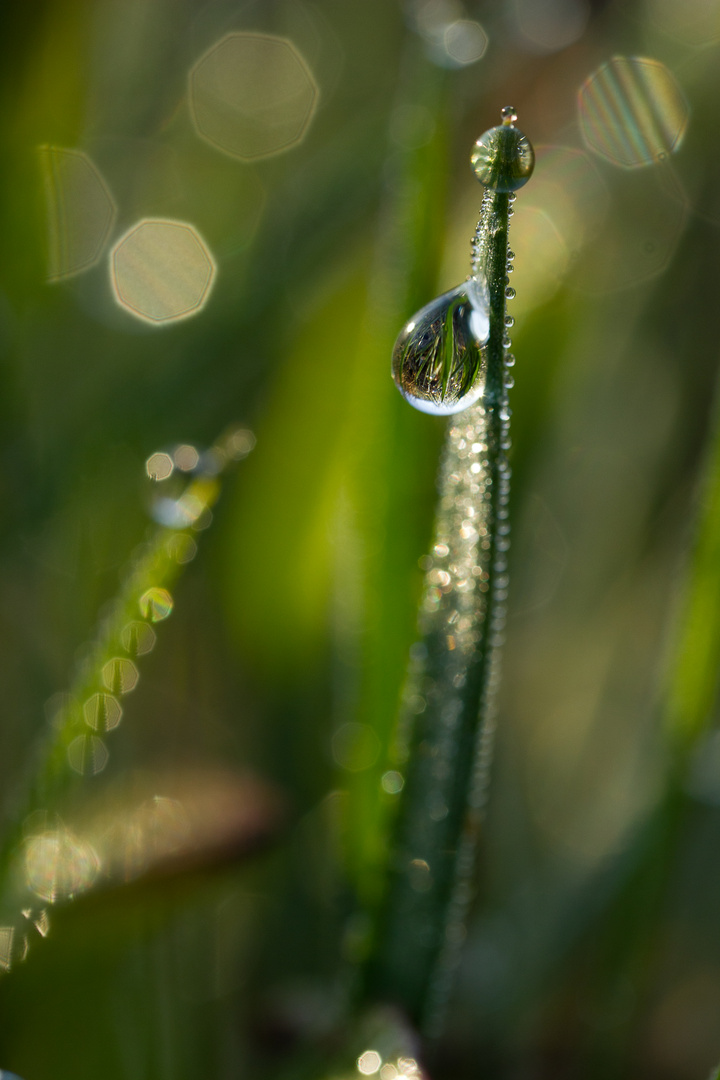 Welt im Tropfen