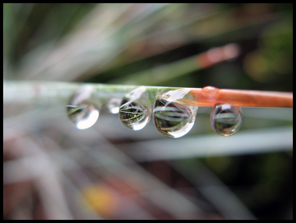 Welt im Wassertropfen