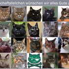 Welt-Katzentag 