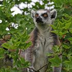 Welt-Lemuren-Tag