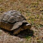 Welt-Schildkröten-Tag – World Turtle Day 