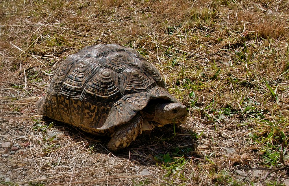 Welt-Schildkröten-Tag – World Turtle Day 