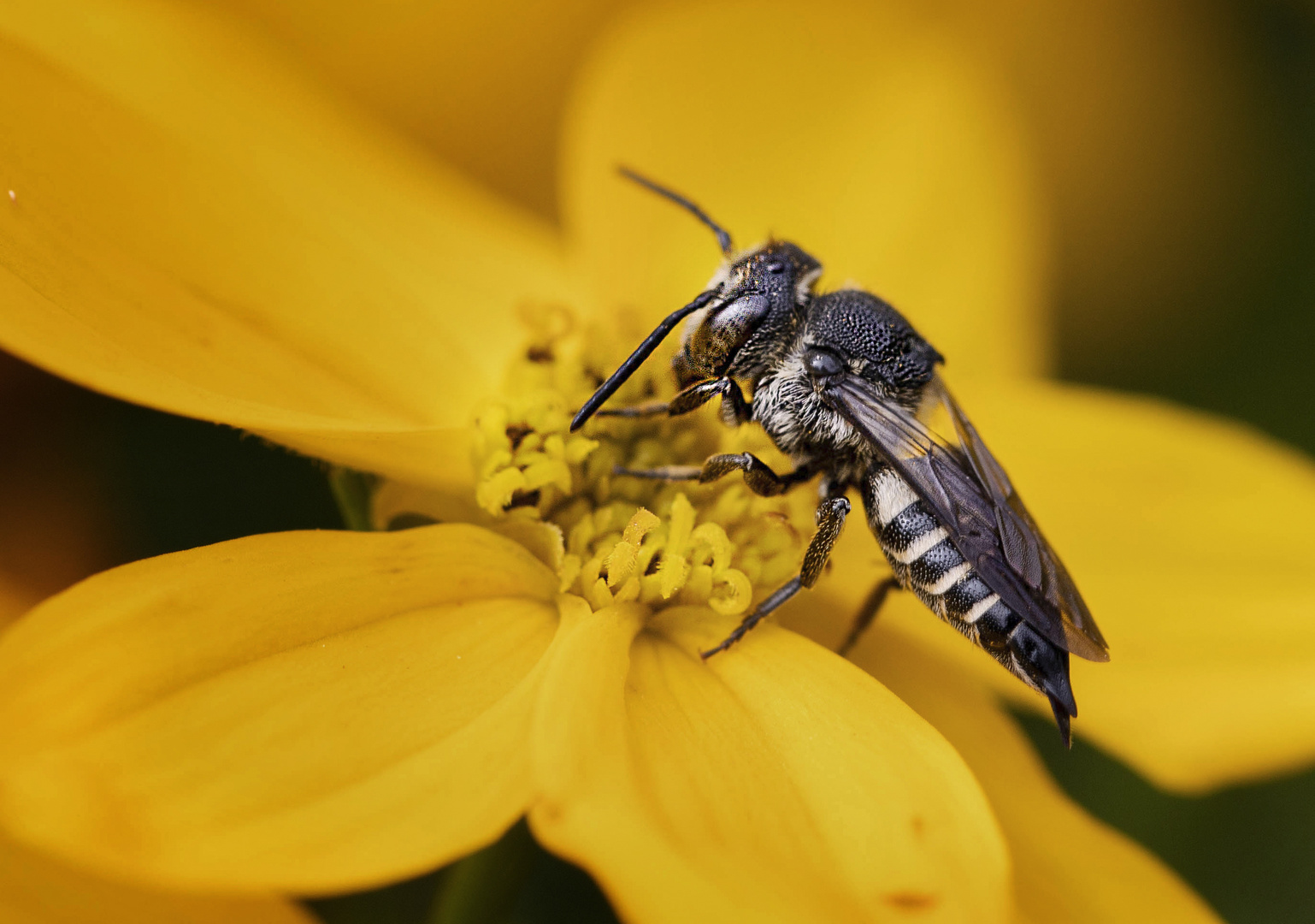 Weltbienentag - 20. Mai