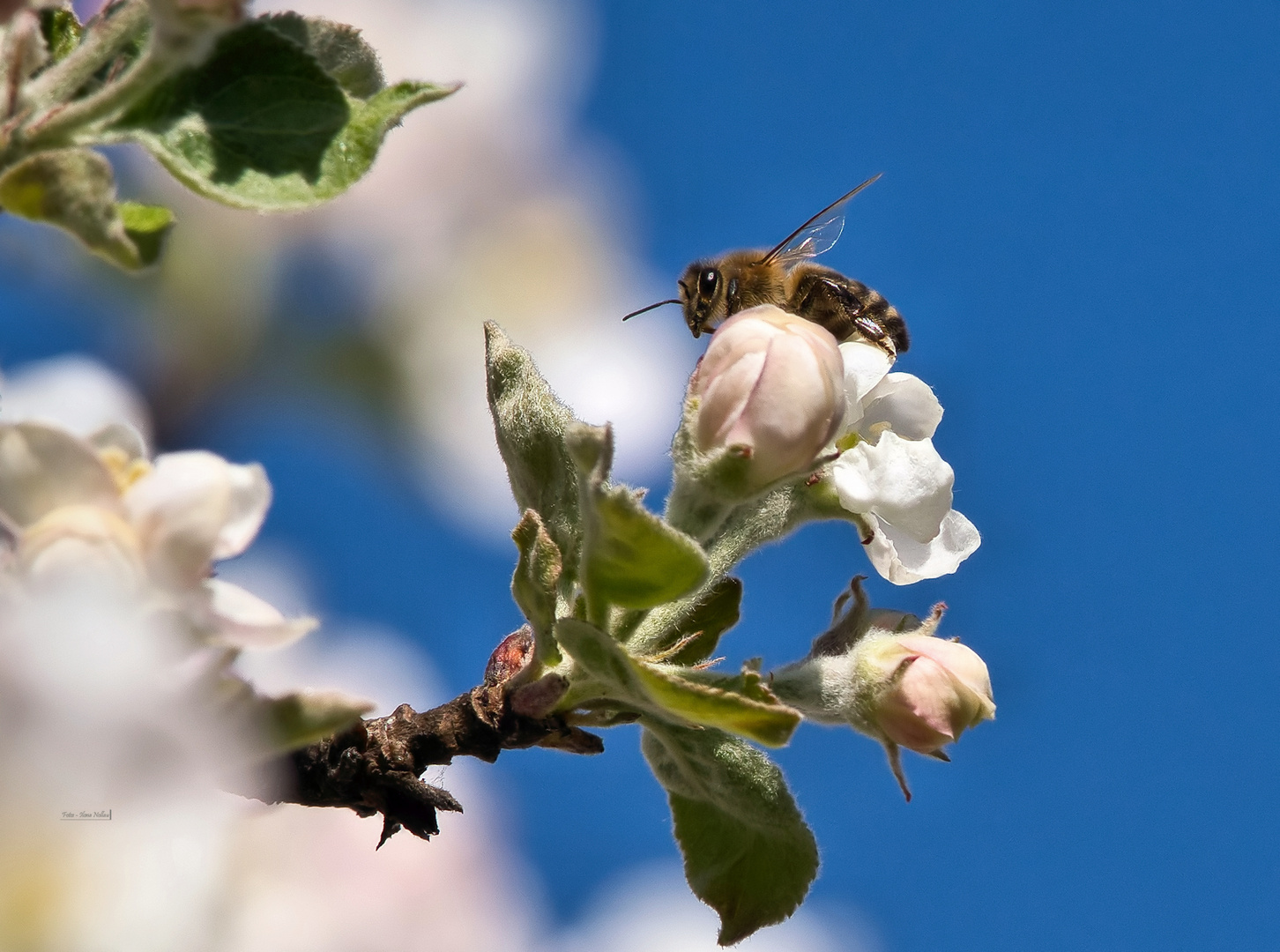 Weltbienentag