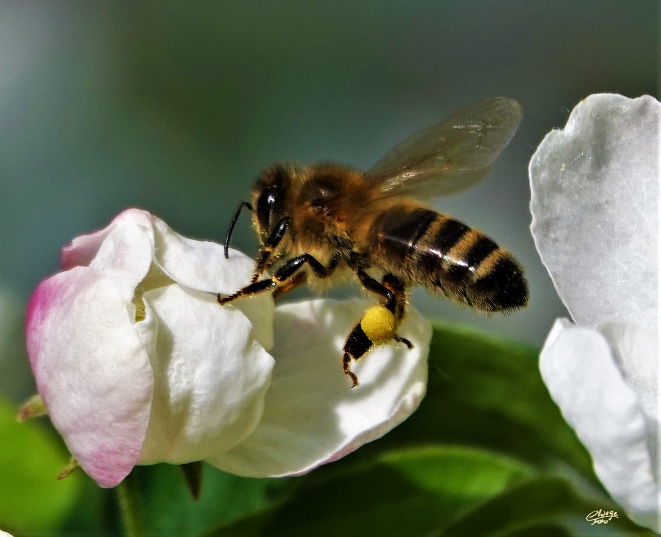 Weltbienentag