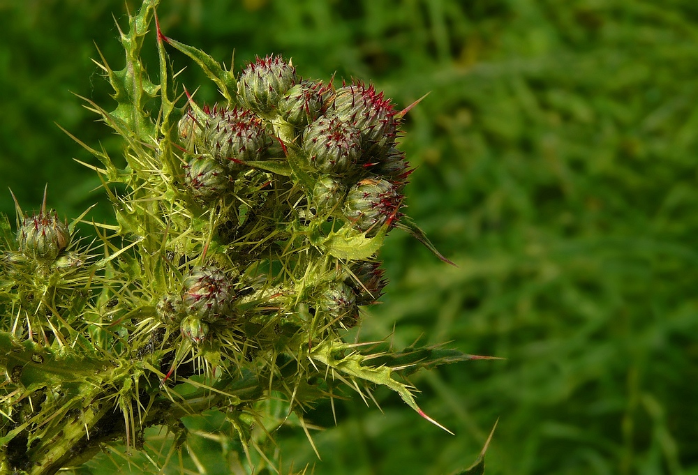 Welted Thistle buds