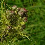 Welted Thistle buds