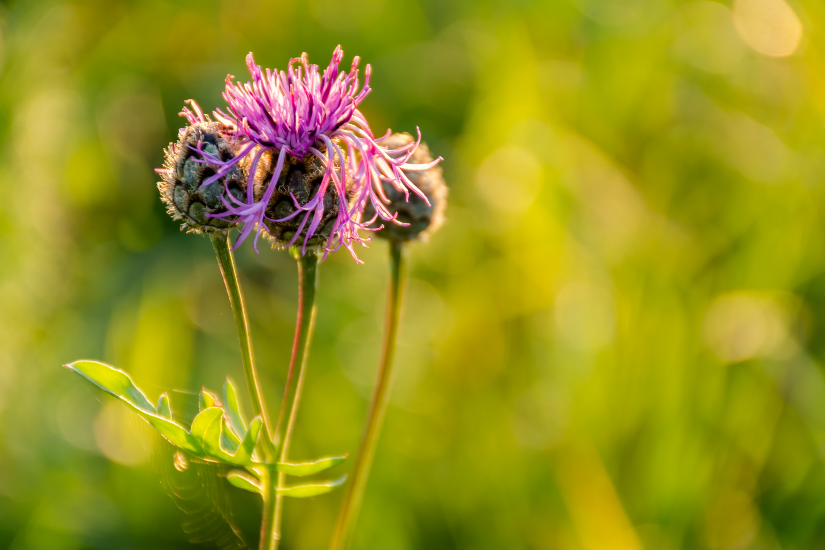 welted thistle