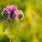 welted thistle