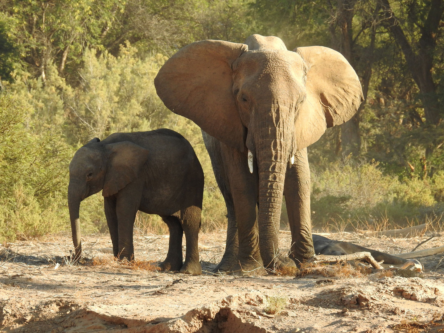Weltelefantentag: Drohende Wüstenelefantenkuh