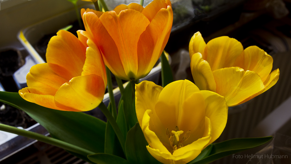 "WELTFRAUENTAG"    BLUMEN SIND SCHÖN -