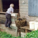 "Weltfremd" (4) - "Sie gehn bei die Schweine!"