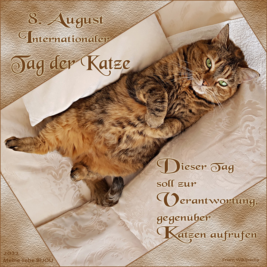 Weltkatzentag Bilder: Die perfekte Möglichkeit, deine Liebe zu Katzen zu teilen!