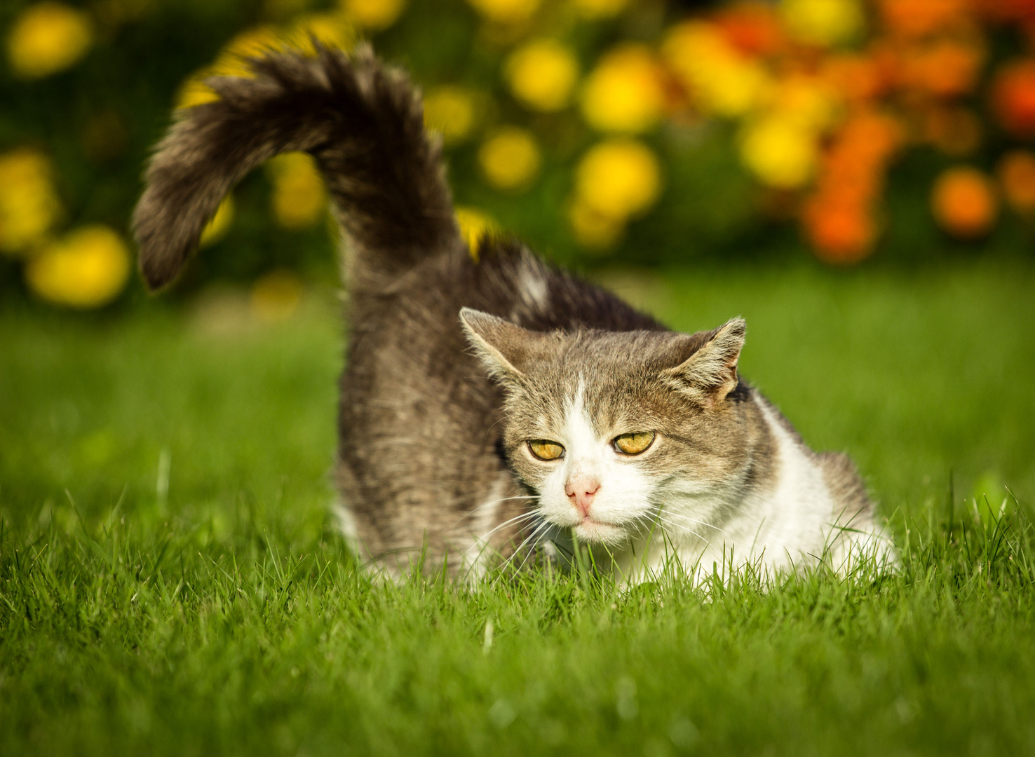 Weltkatzentag