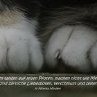 Weltkatzentag