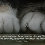 Weltkatzentag