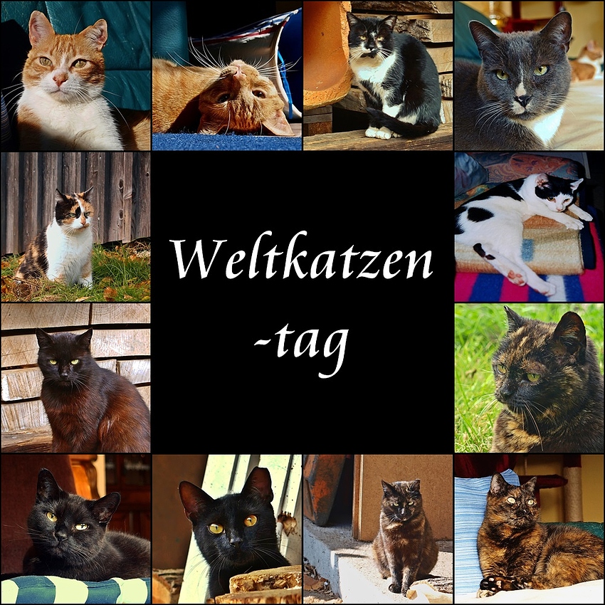 Weltkatzentag