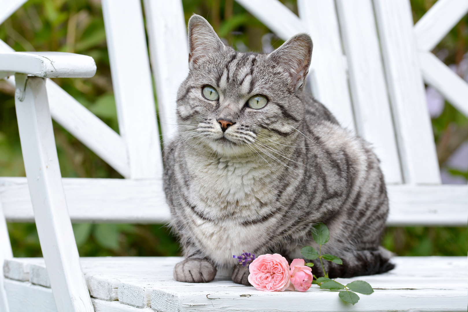 Weltkatzentag