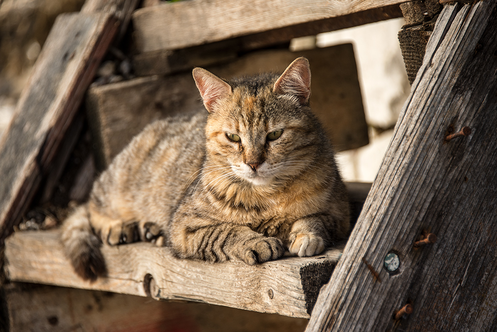 Weltkatzentag