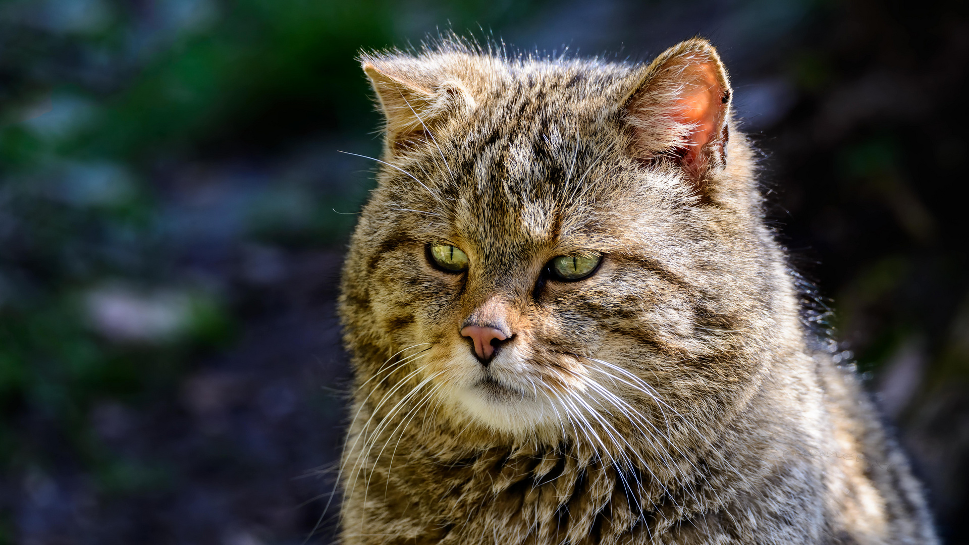 Weltkatzentag!