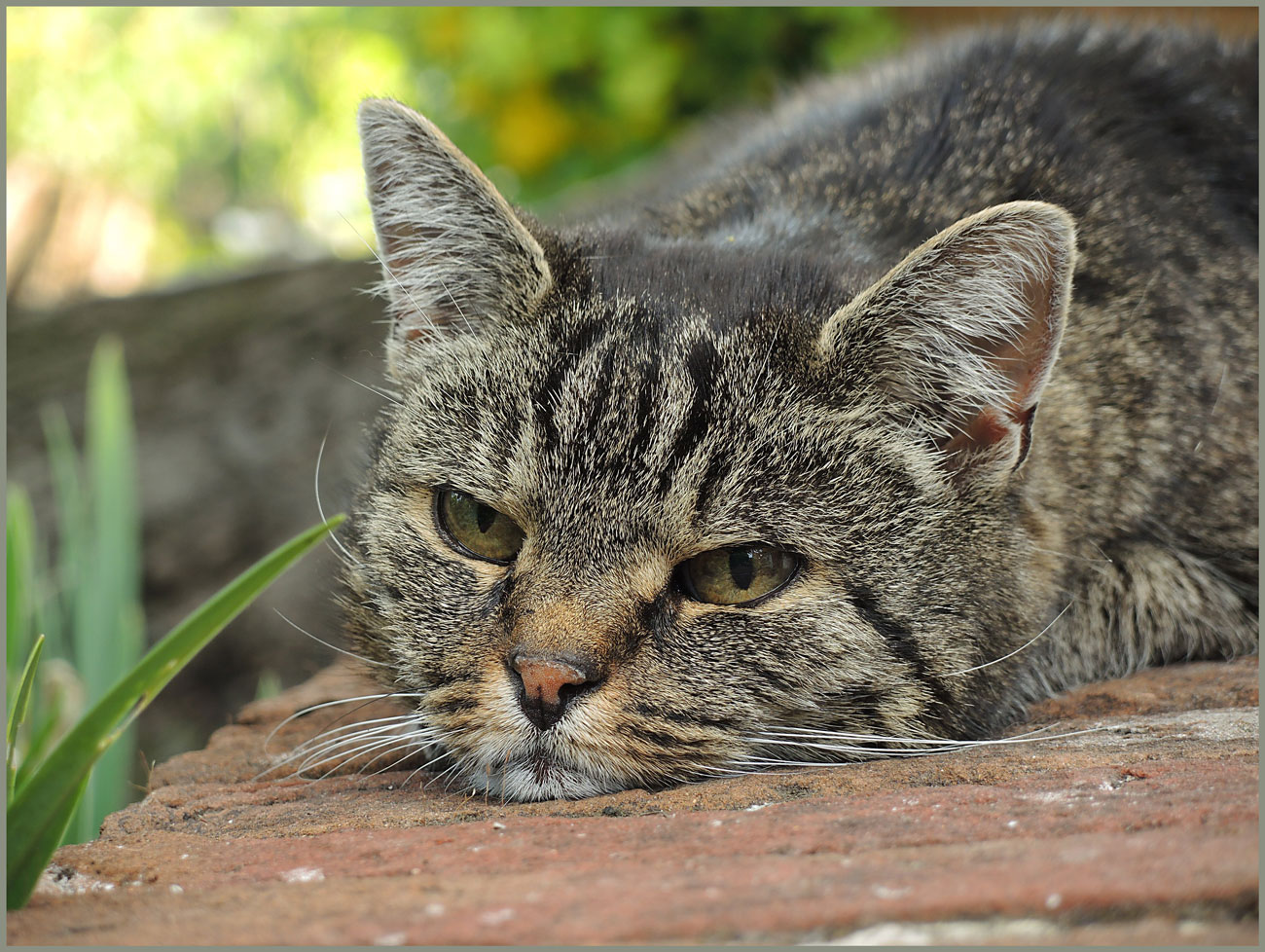 Weltkatzentag , warum sagt mir das keiner ?