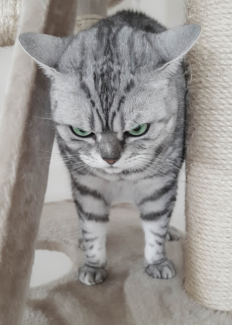 Weltkatzentag? Wo bleibt mein Leckerchen? Foto & Bild ...