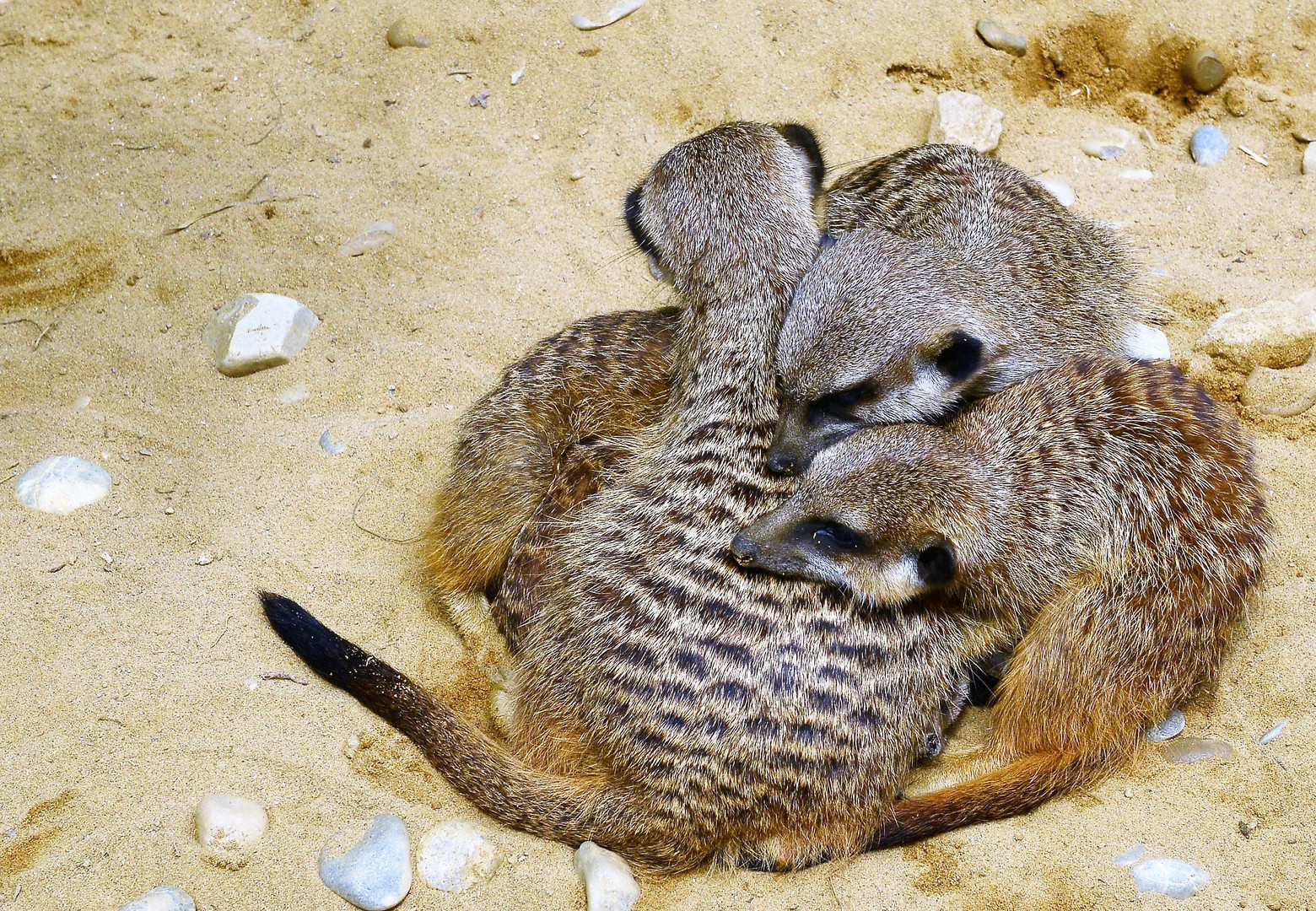 Weltknuddeltag  bei den Erdmännchen