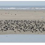 Weltkulturerbe Wattenmeer...