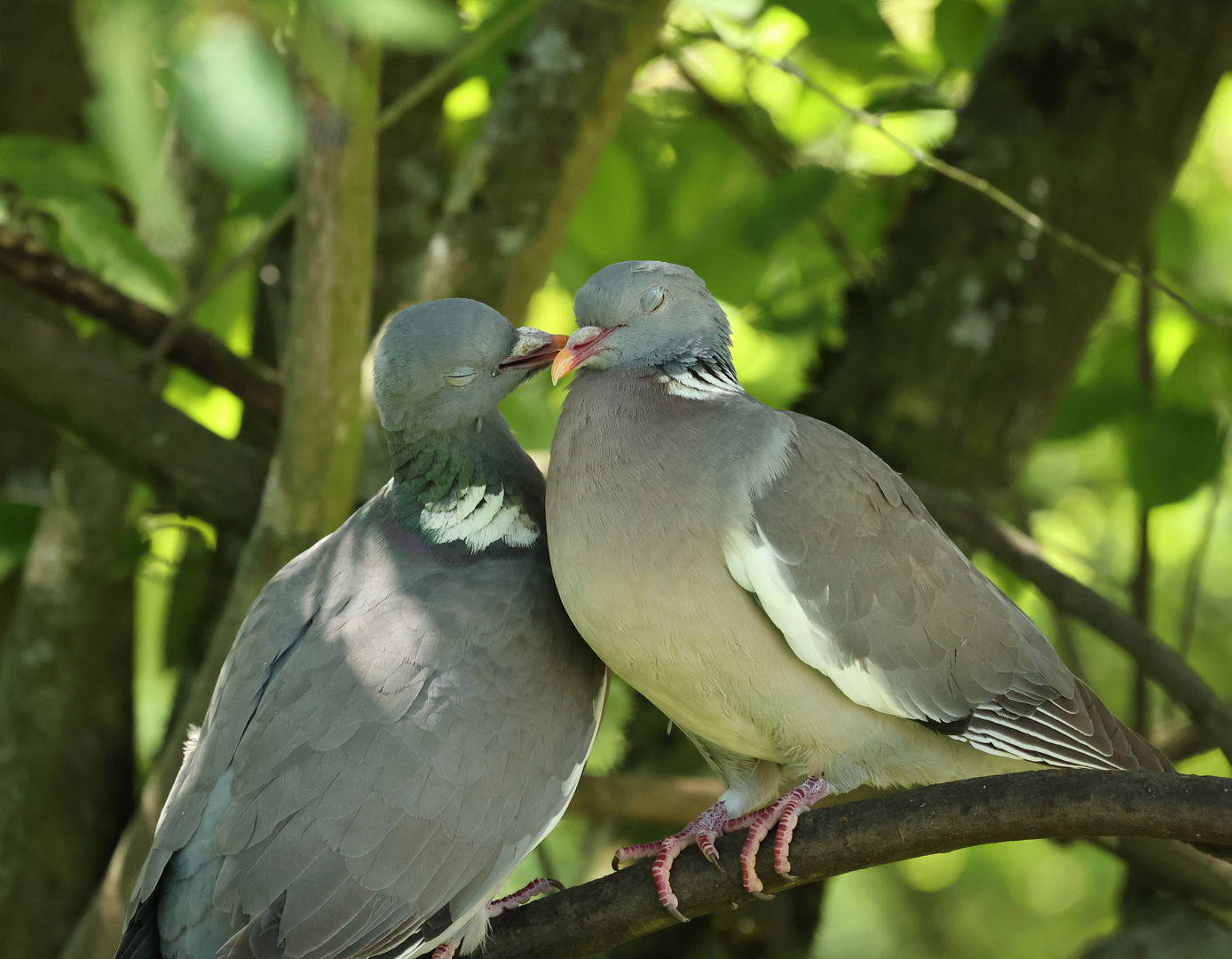 "********  Weltkuscheltag ********"