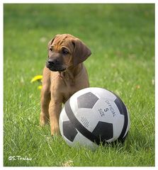 Weltmeister der Herzen