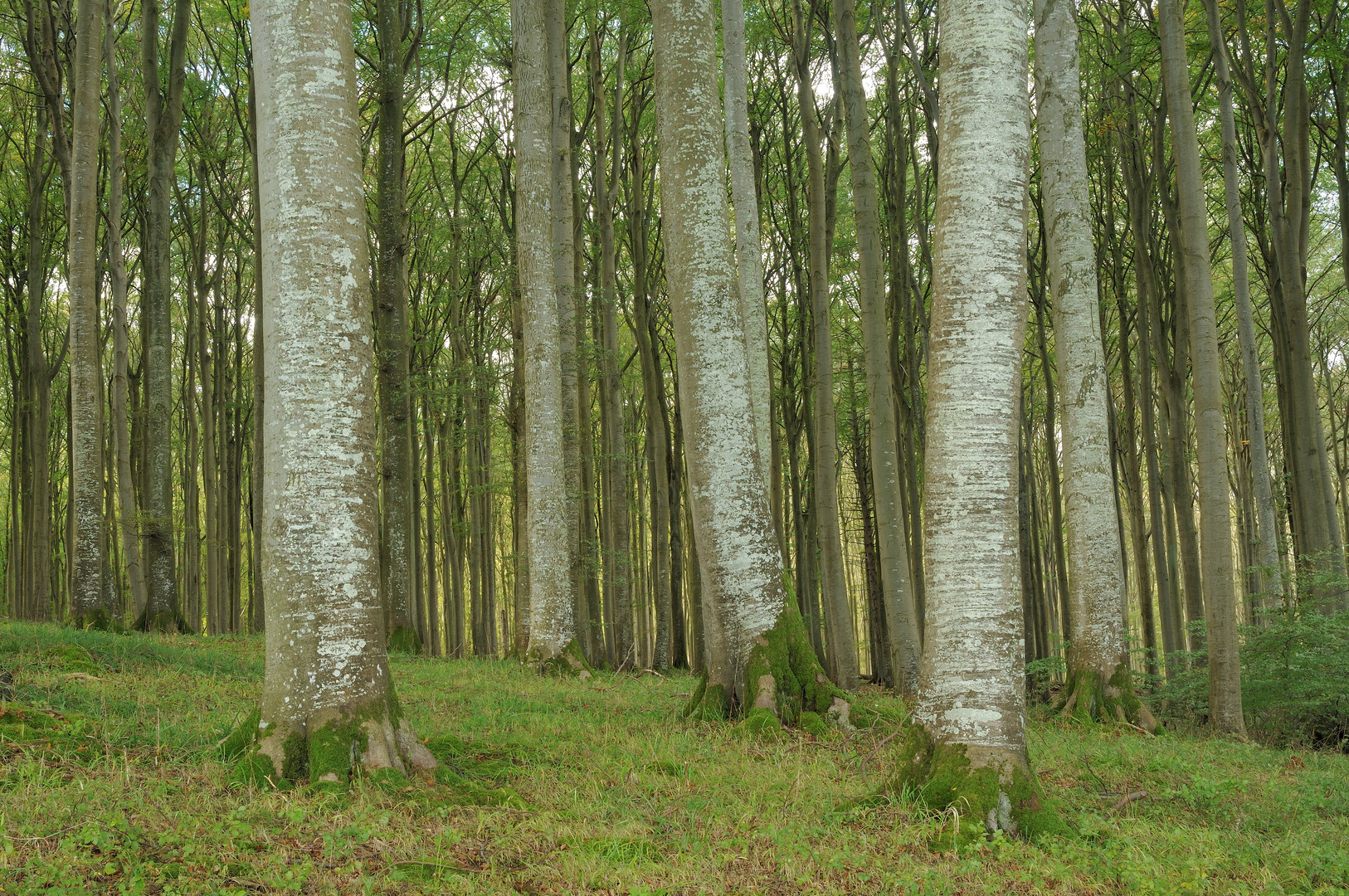 Weltnaturerbe "Buchenwald der Stubnitz" (2)