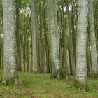 Weltnaturerbe "Buchenwald der Stubnitz" (2)