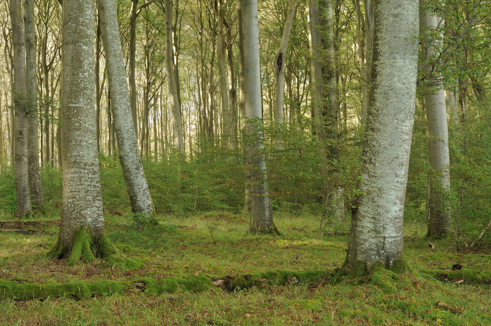 Weltnaturerbe "Buchenwald der Stubnitz"