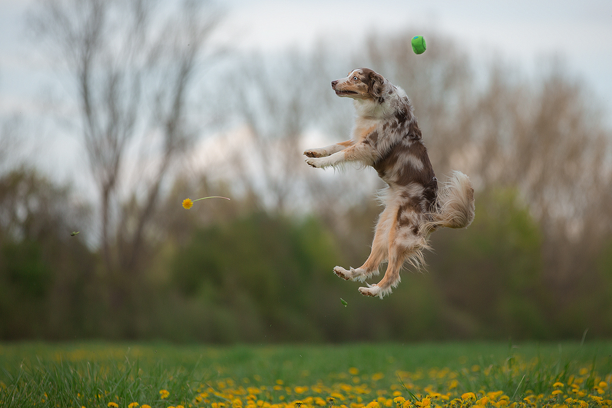 Weltraumschrott Foto & Bild | tiere, haustiere, hunde Bilder auf