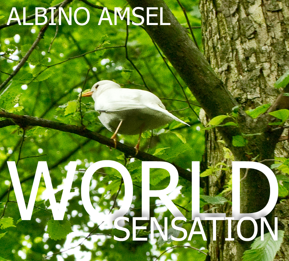 Weltsensation: Albino Amsel