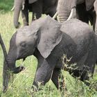 Welttag der Elefanten 
