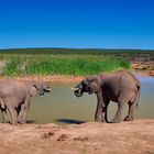 Welttag der Elefanten 