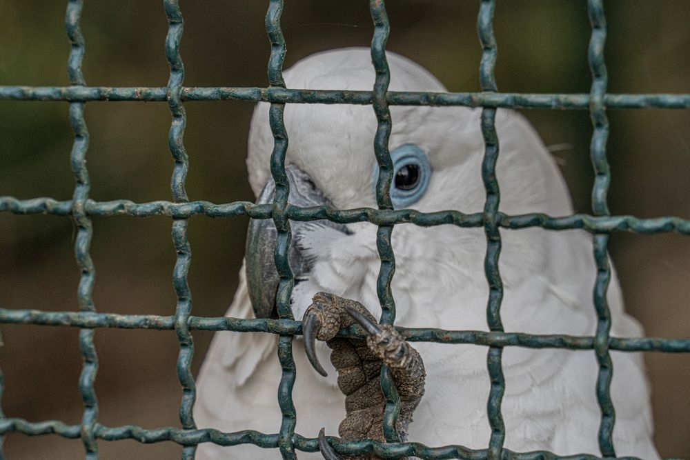 Weltvogelpark IX