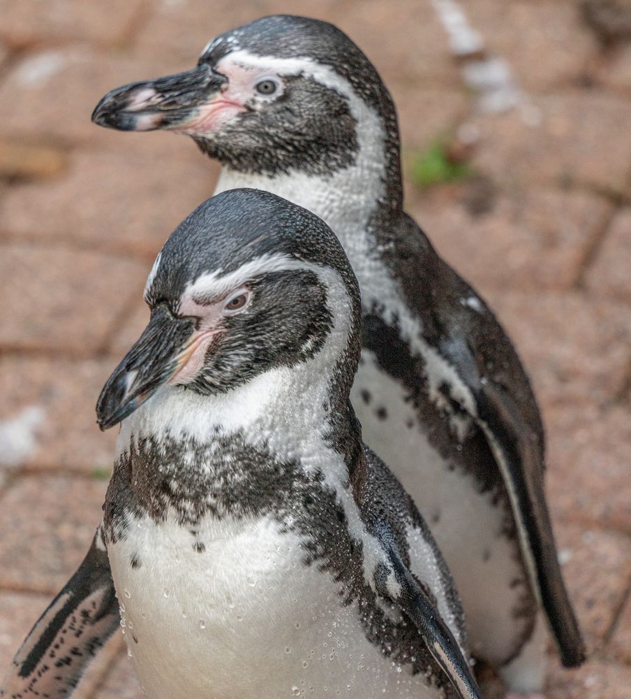 Weltvogelpark VIII