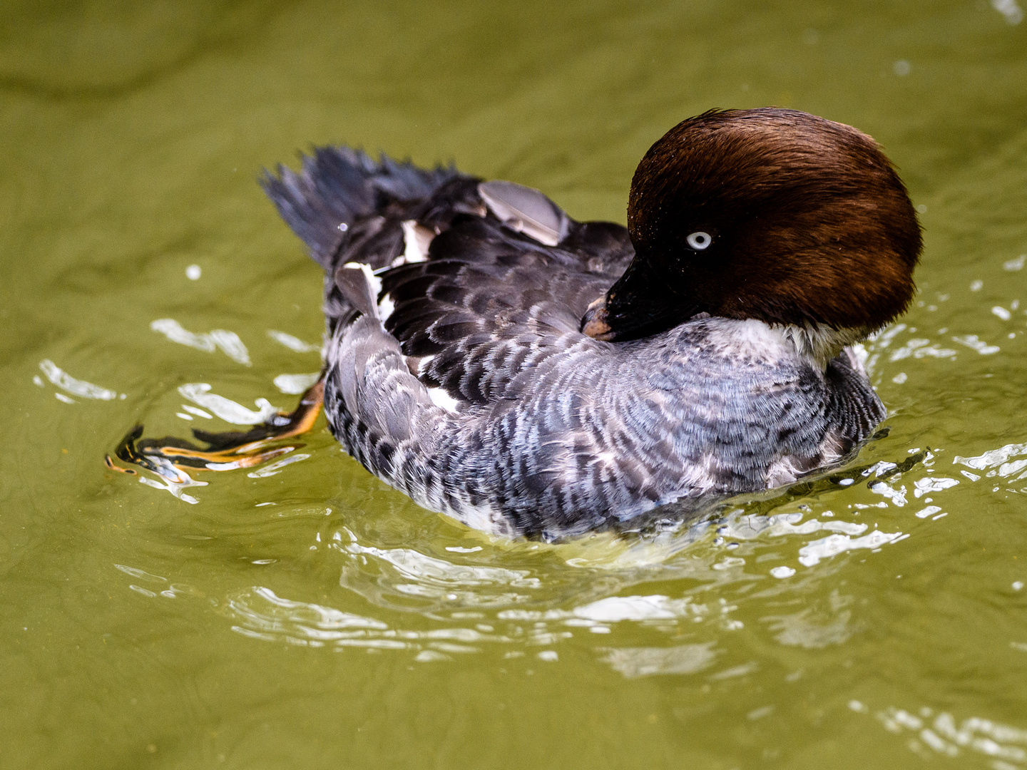 Weltvogelpark Walsrode