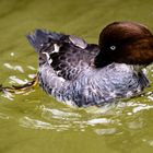 Weltvogelpark Walsrode