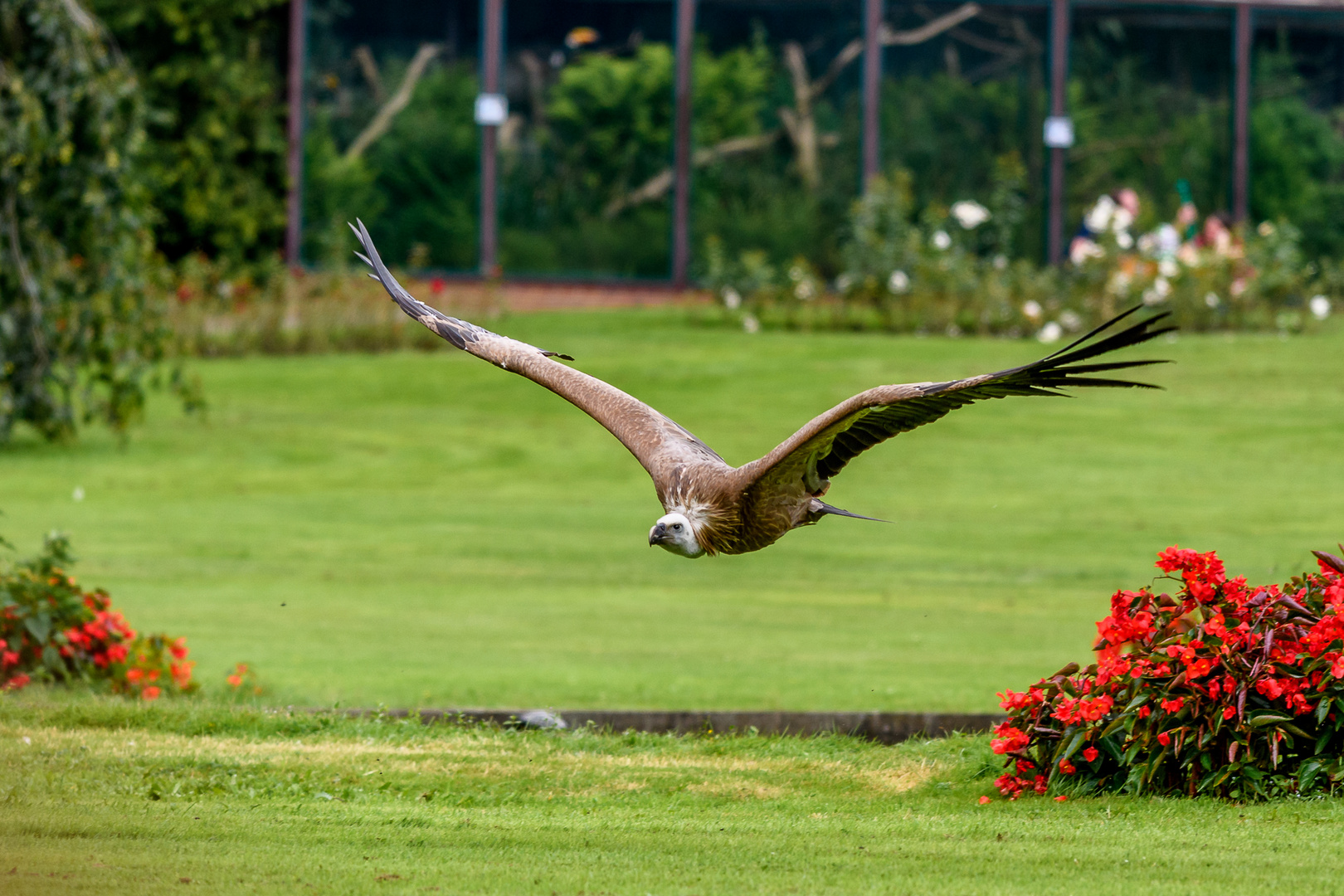 Weltvogelpark Walsrode