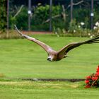 Weltvogelpark Walsrode