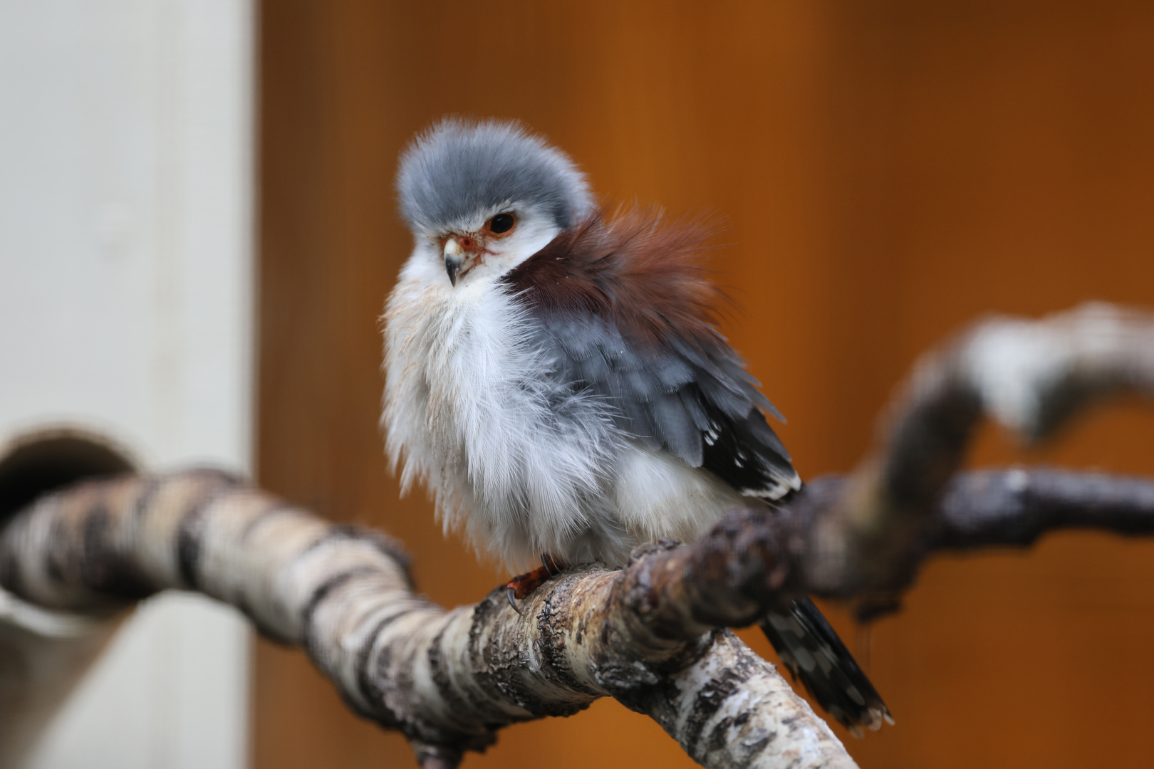 Weltvogelpark Walsrode