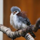 Weltvogelpark Walsrode