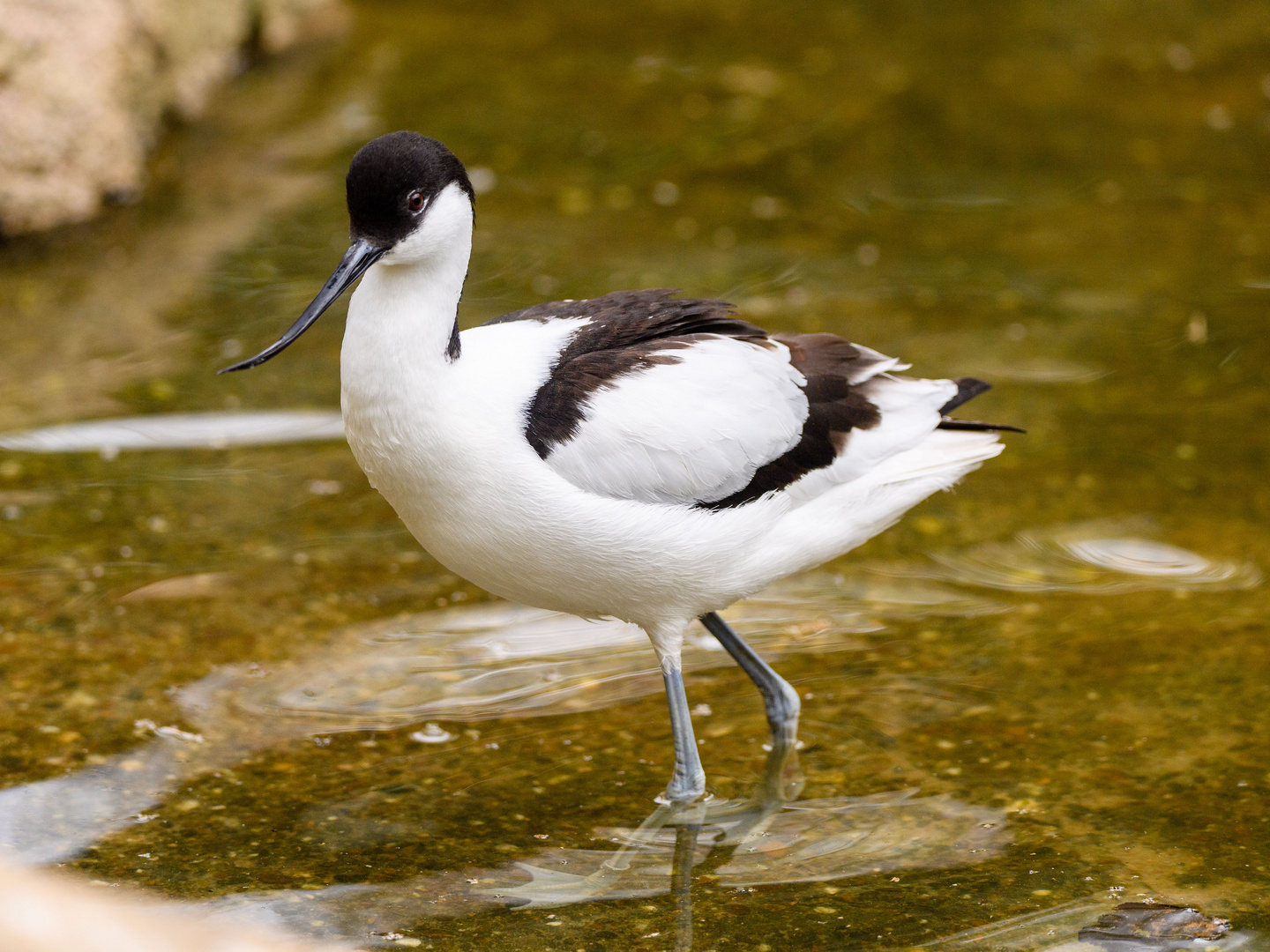 Weltvogelpark Walsrode